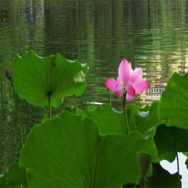 水芙蓉